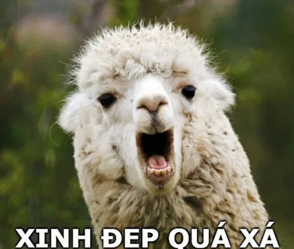 Meme khen xinh