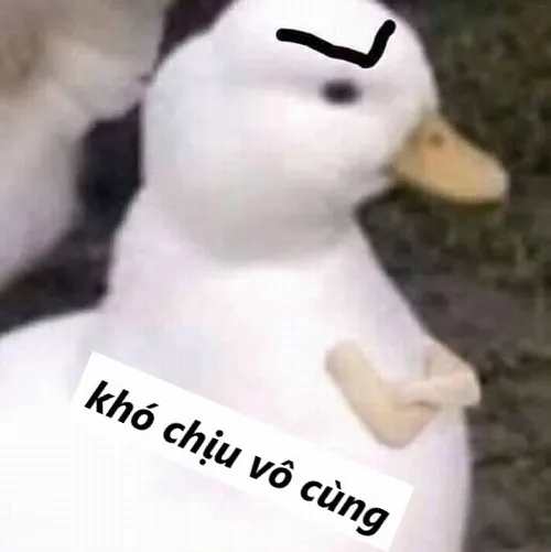 Top Meme Khó Chịu Vô Cùng ai cũng đồng cảm