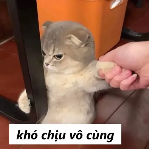 Meme mèo khó chịu vô cùng châm biếm nhẹ