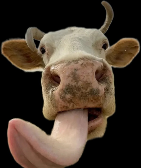 Meme liếm màn hình viral