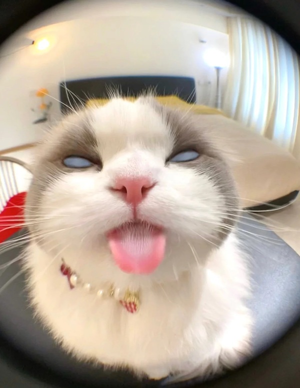 Meme liếm màn hình Gen Z