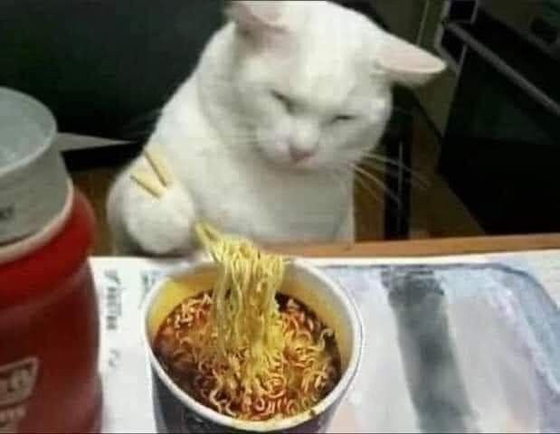Mèo ăn mì tôm meme