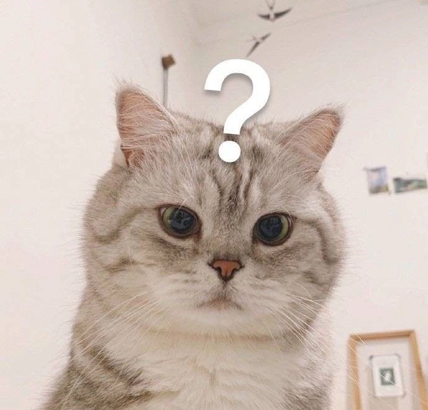 Meme mèo béo hỏi chấm