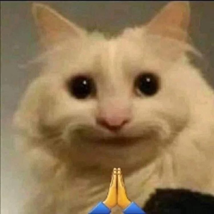 Meme mèo chắp tay cầu xin