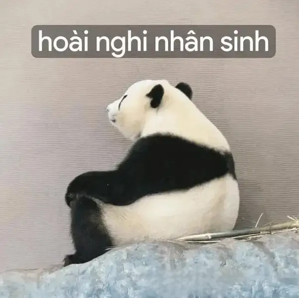 Meme gấu trúc hoài nghi