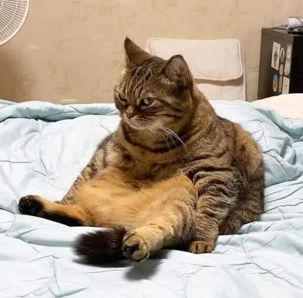Meme mèo nghi ngờ hài hước