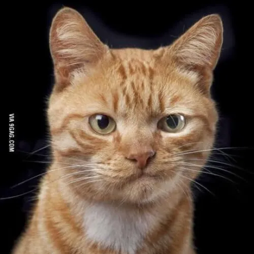 Meme mèo liếc mắt nghi ngờ