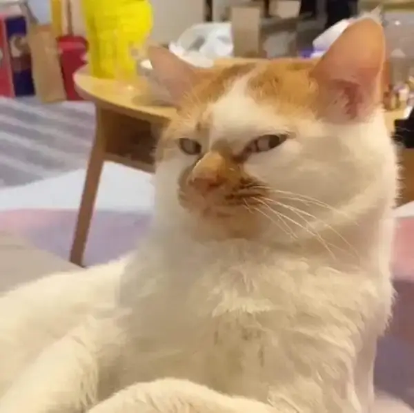 Meme mèo không dễ lừa