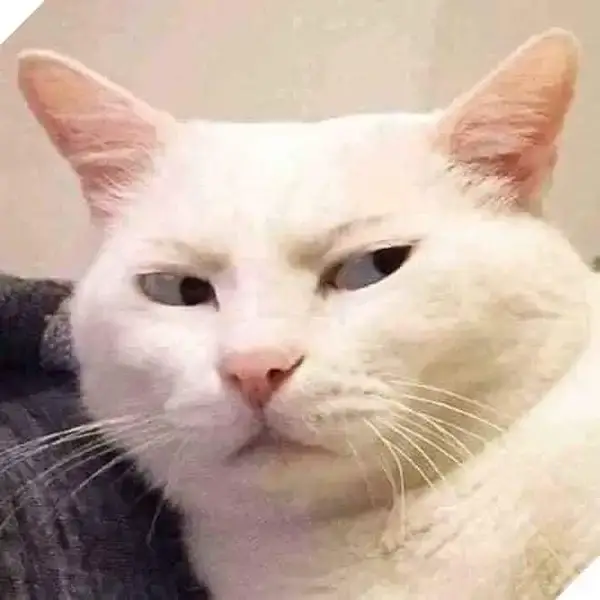 Meme mèo nghi ngờ