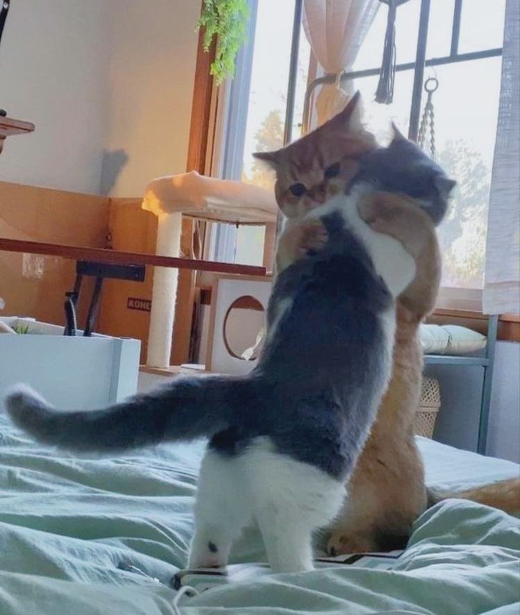 Meme ôm chân xuất hiện như một trò đùa nhỏ vui nhộn