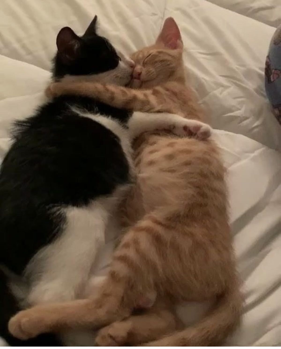 Meme ôm cute thường xuyên được dùng để troll bạn bè