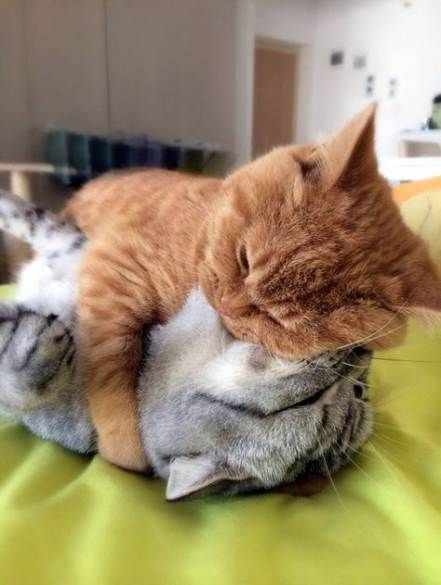 Meme ôm ngủ được sử dụng để chọc ghẹo nhau đầy đáng yêu