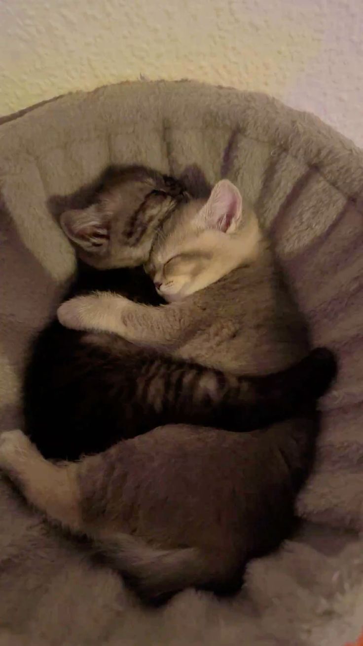 Meme ôm ôm lan tỏa không khí hài hước trong các group chat