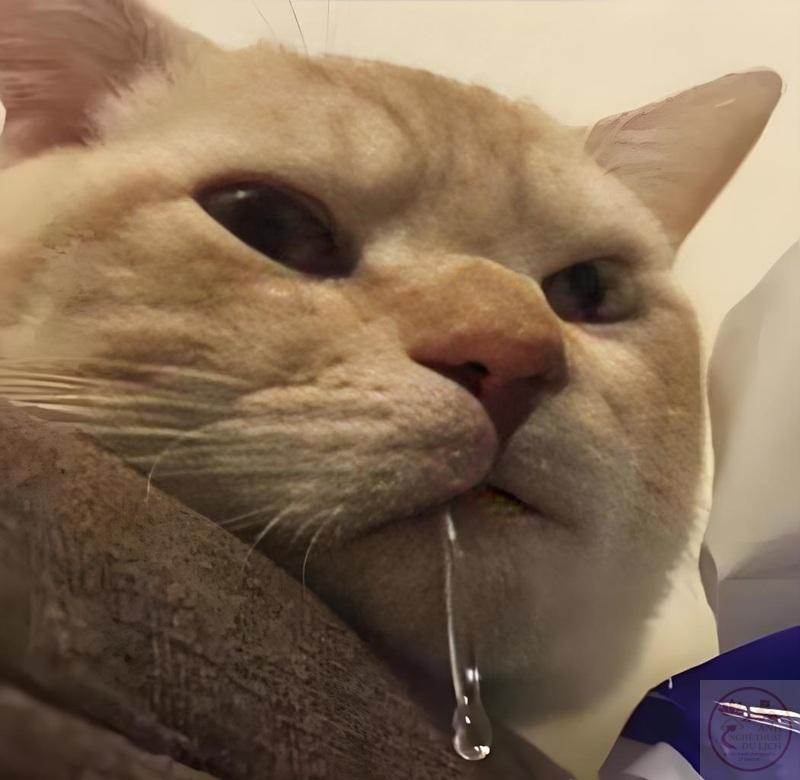 Meme thèm thuồng mèo