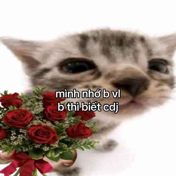 Meme yêu square format