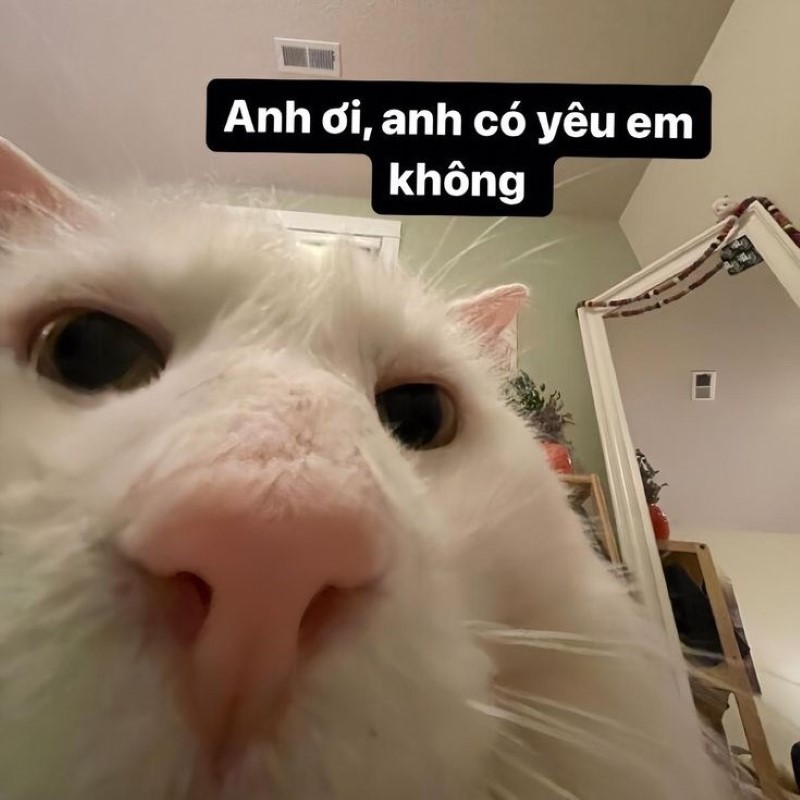 Meme tình yêu cute nhất