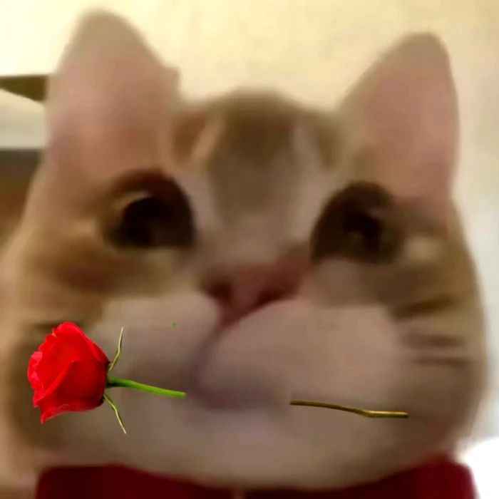 Meme tình yêu cute