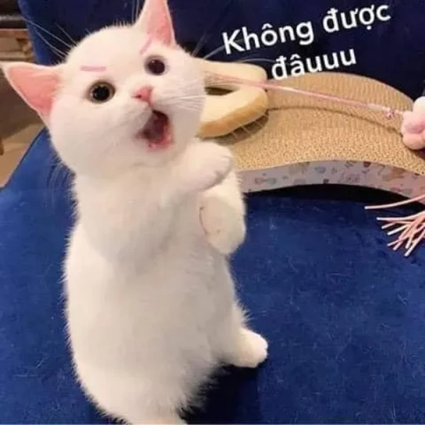Meme từ chối yêu thương