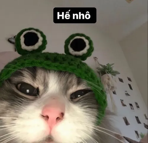 Meme xin chào vui Meme xin chào hài