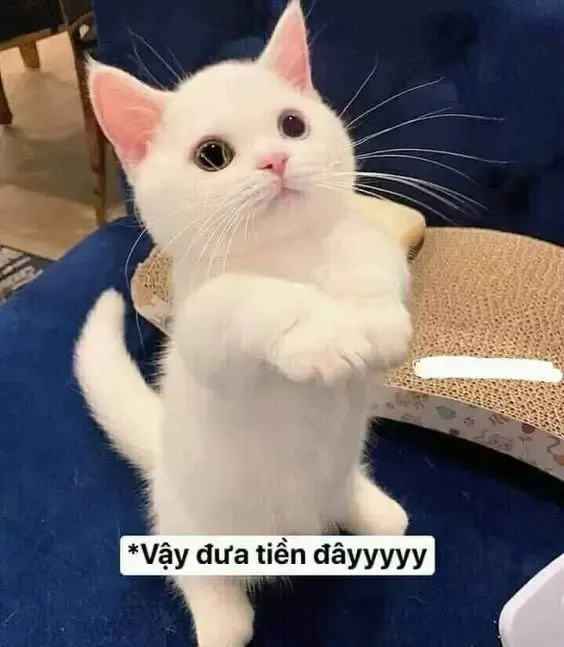 Meme xin lì xì cute