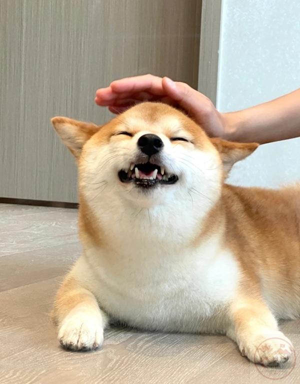 Meme xoa đầu chó