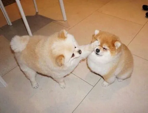 Meme xoa đầu chó cute