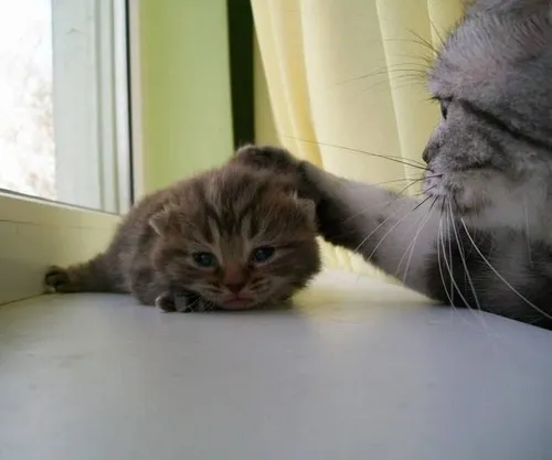 Meme xoa đầu mèo lớp học