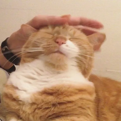 Meme xoa đầu mèo