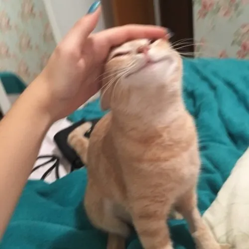 Meme nựng đầu mèo