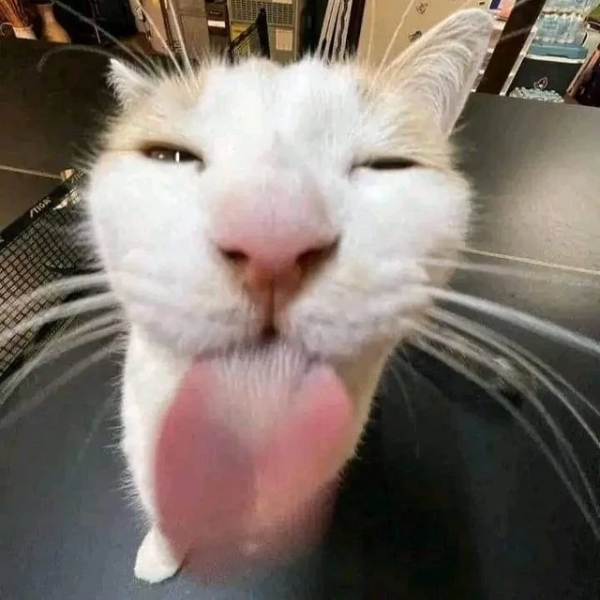 Meme mèo liếm màn hình