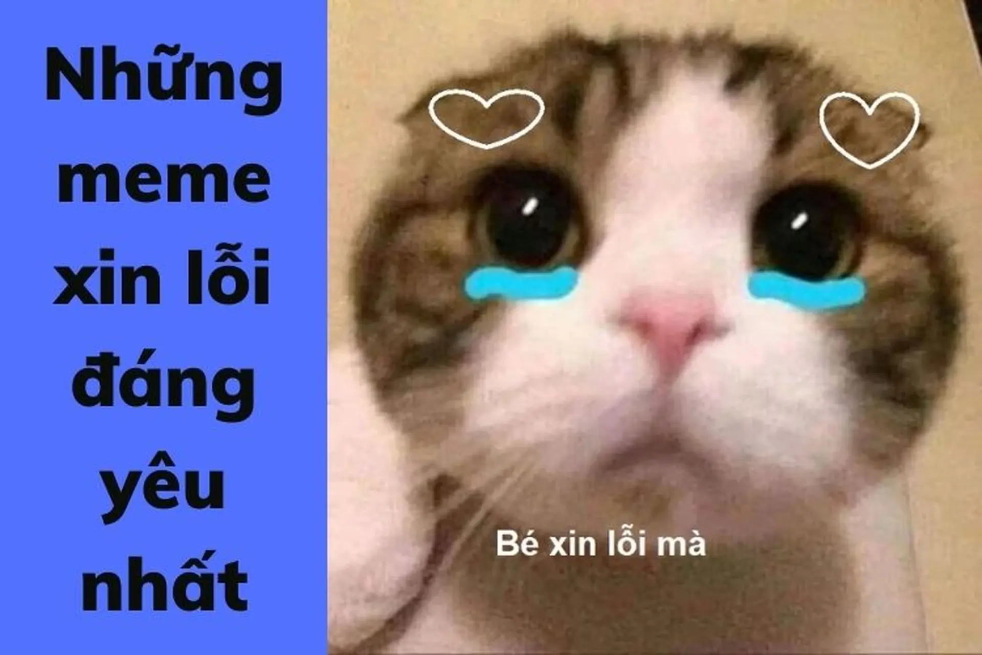 Meme cầu xin được yêu thích