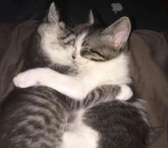 Một chiếc meme ôm tim giúp bạn thể hiện tình cảm thật dễ thương