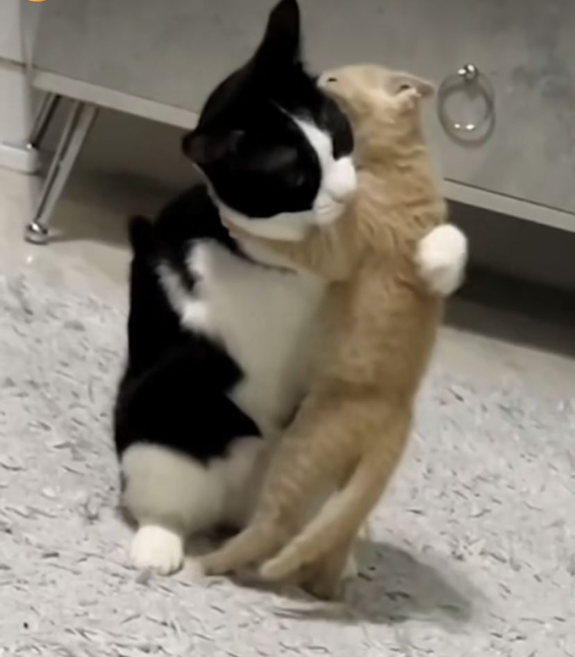 Một meme ôm an ủi cũng đủ khiến tâm trạng trở nên nhẹ nhõm