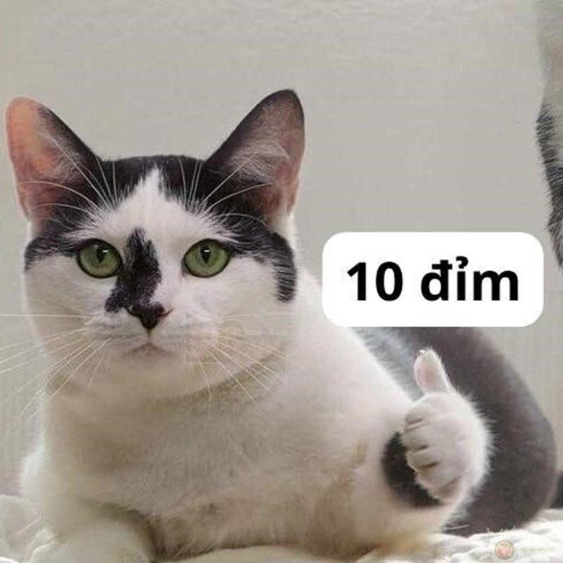 Tổng hợp 10 điểm meme bà già - Chế mười điểm gif