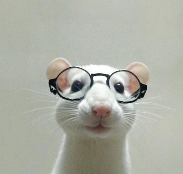 Nerd meme Việt Nam