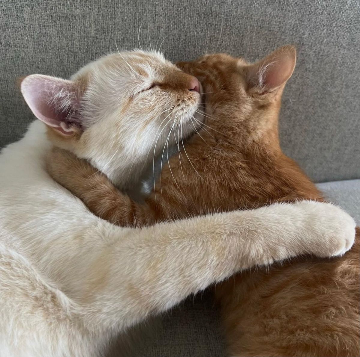 Những ảnh meme ôm lan tỏa sự dễ chịu khắp cộng đồng mạng