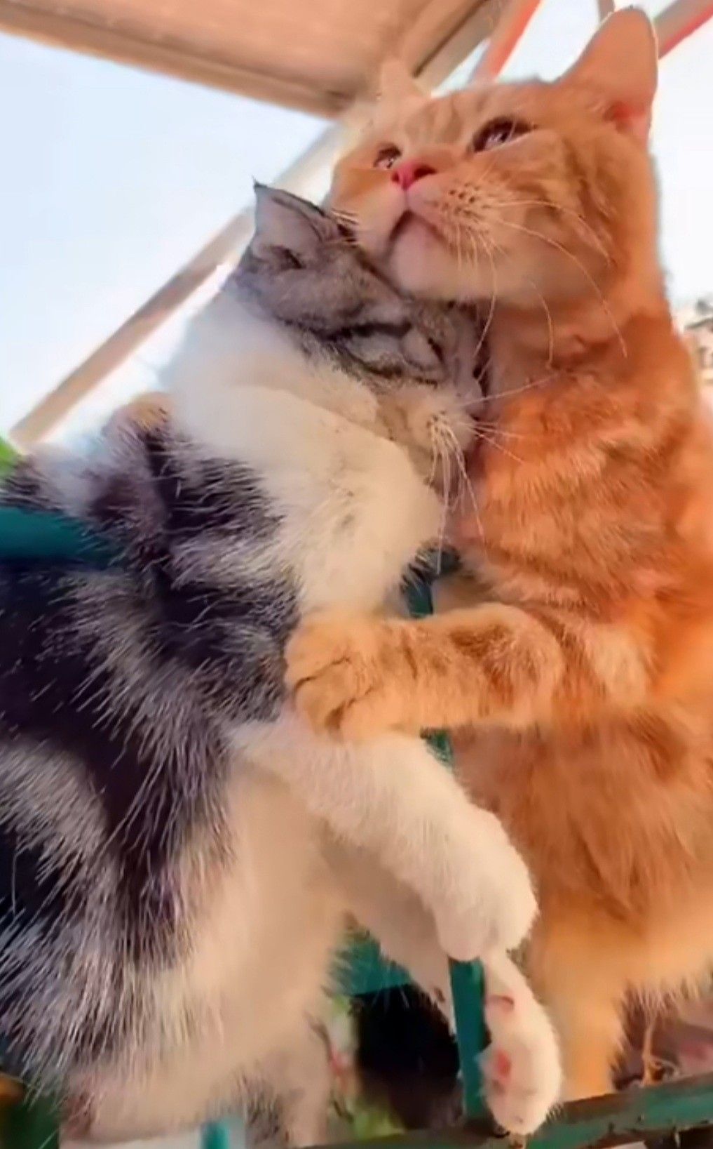 Những hình meme ôm người yêu thường gợi cảm giác lãng mạn