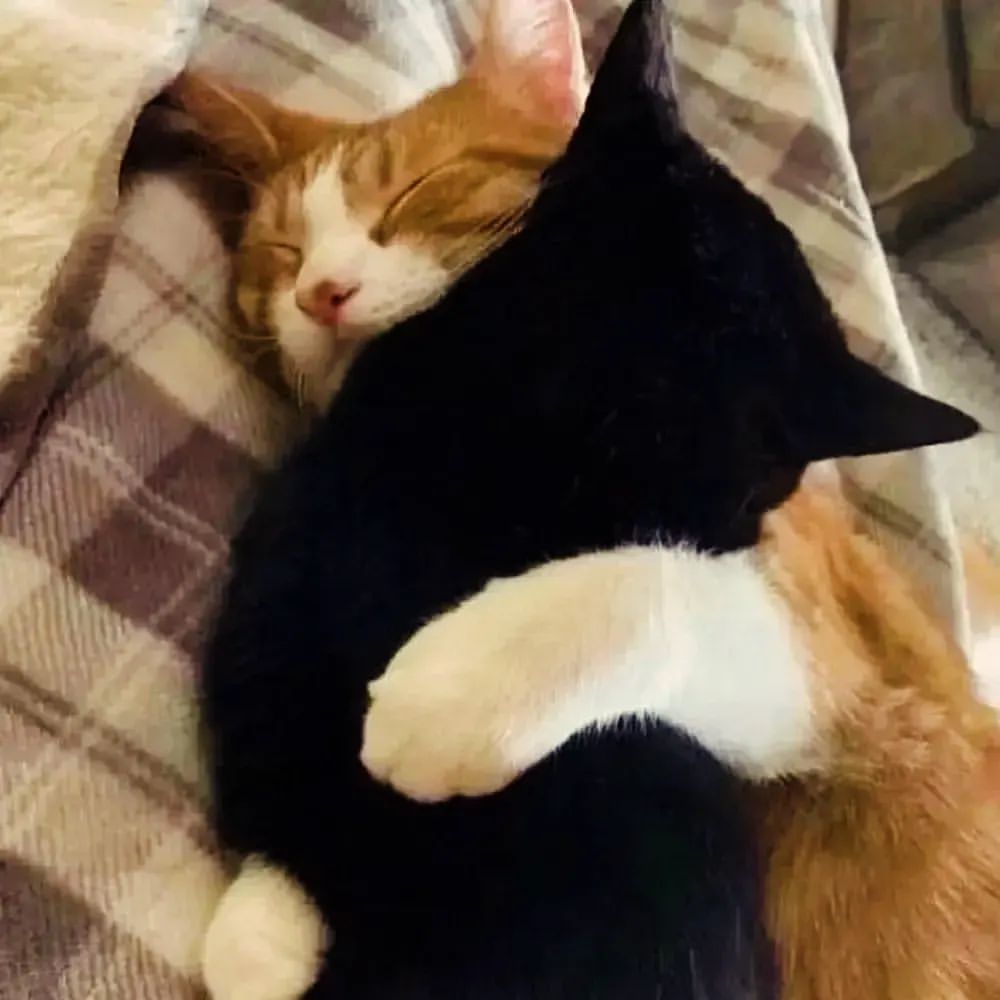 Những meme ôm đầu thường mang đến tiếng cười bất ngờ