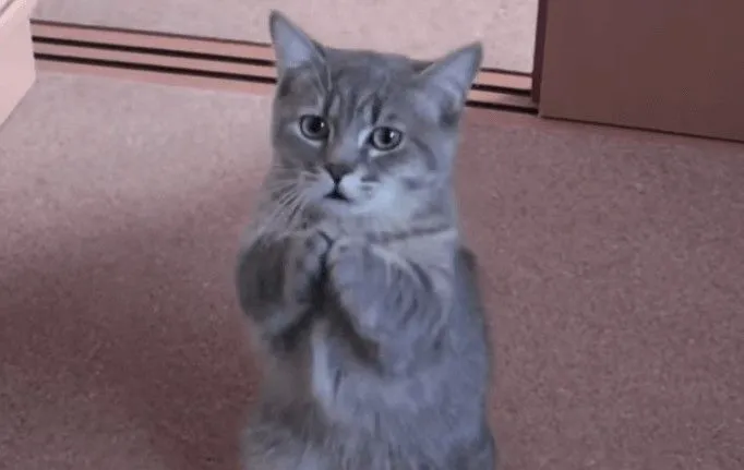 Meme mèo quỳ trend