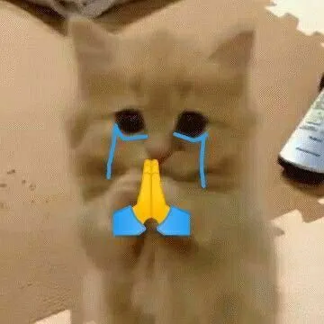 Meme mèo khóc lạy