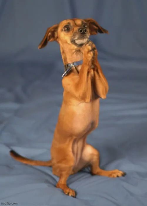 Meme chó quỳ lạy