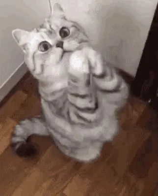 Meme mèo xin tha thứ