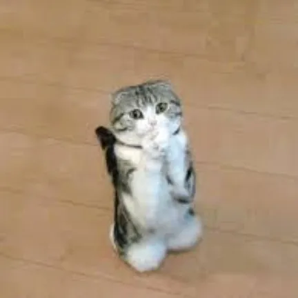 Meme mèo quỳ lạy deadline