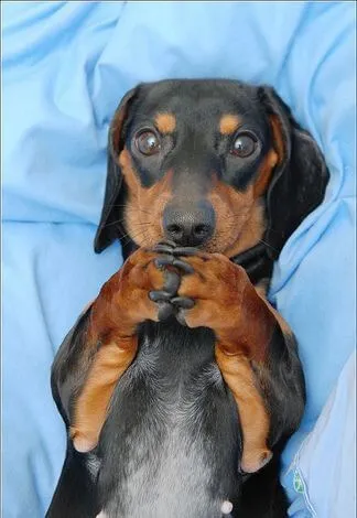 Meme chó nhỏ chắp tay