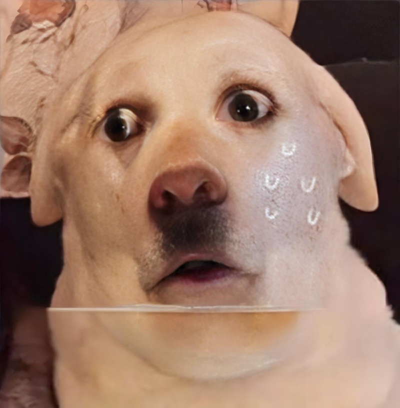 sợ quá sợ quá meme 14