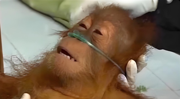 Thở oxy meme banner