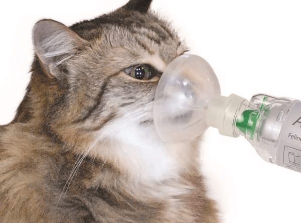 Thở oxy meme trending