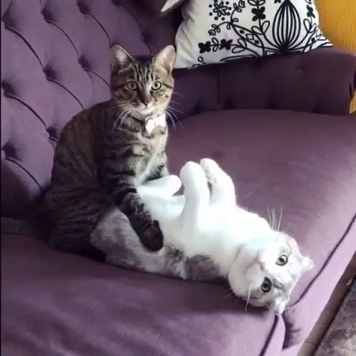 Meme hài 2 chú mèo đang vắt cạn khô nhau Meme hài 2 chú mèo đang vắt cạn khô nhau