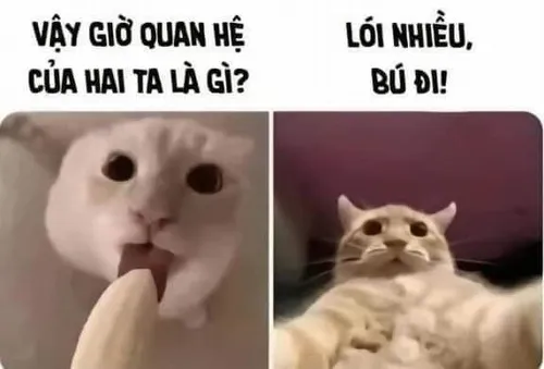 Ảnh meme vắt cực khô hot