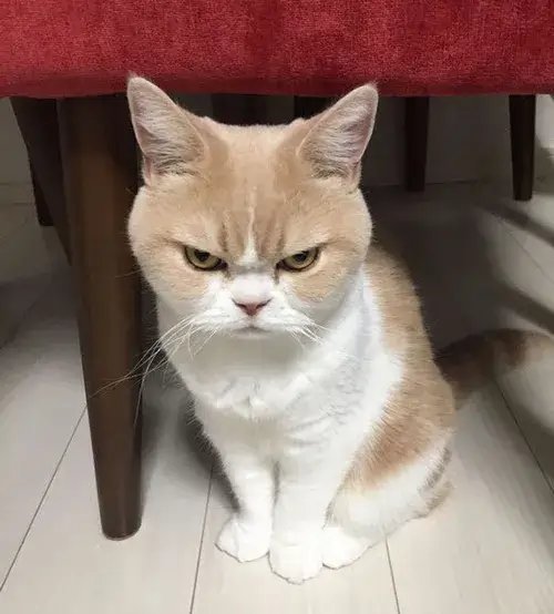 Meme mèo khó chịu viral biểu cảm gắt gỏng